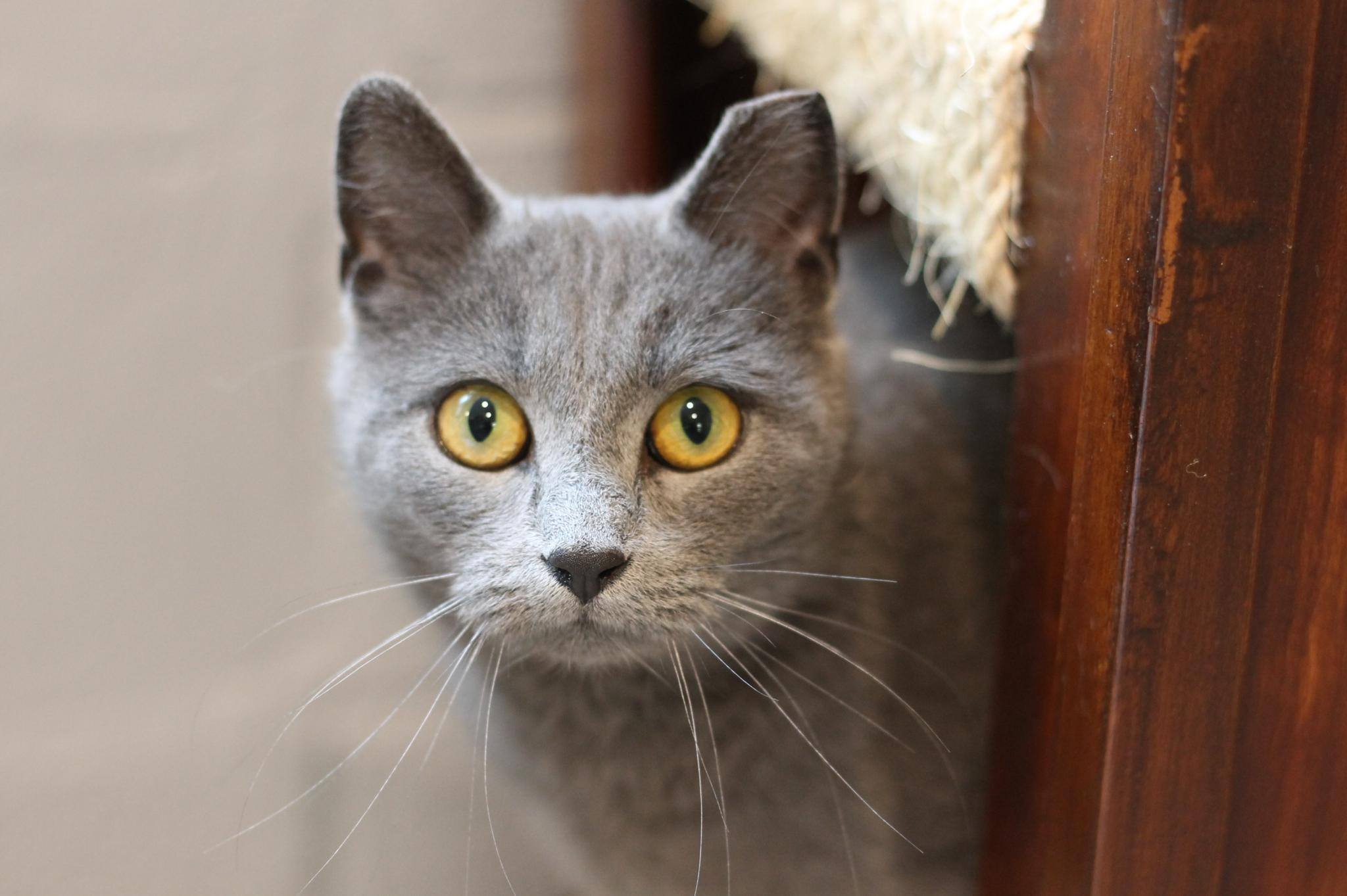 Picture of grey cat looking around a corner