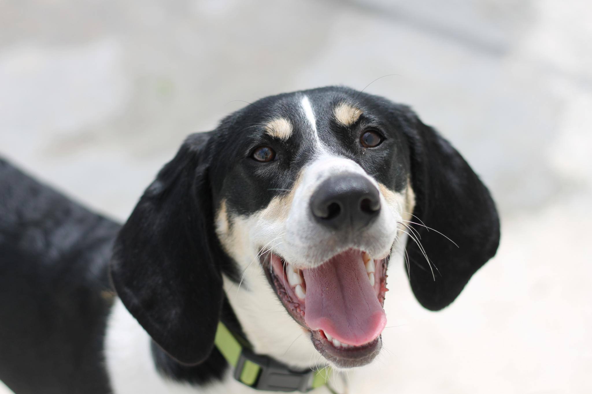 picture of black and white dog panting and looking happy