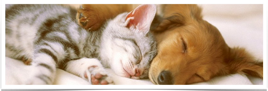 picture of a puppy and a kitten sleeping snuggled together